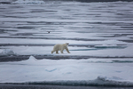Polar bear  8265