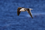 Dolphin Gull flying wings down, Carcass Island, Falklands