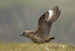Great Skua