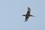Long-tailed Duck (male) flying, Iceland