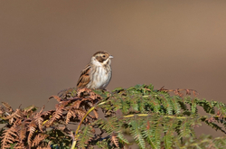 On the moors portfolio