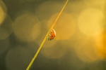 Ladybird at sunset at Lough Ree at Hodson Bay