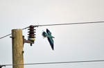 European Roller