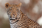 Young male leopard at sunset