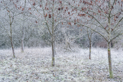 Frozen gold
