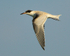 Common Tern (juvenile) in flight at Farmoor Reservoir