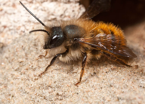 Male waiting for females at a nest hole. Warwickshire, April 2012.