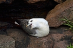 Fulmar