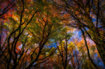 Treetops