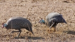 Helmeted Guineafowl - SA