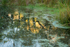 Bricky Pond Common 5