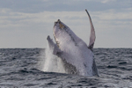 Whale Breach 3 0A3A0019