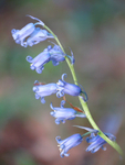 Bluebell