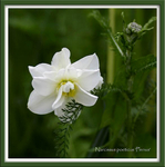 Narcissus poeticus 'Plenus'
