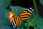 Harmonia Tigerwing butterfly - 4136