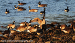 NZ006: Canada Geese