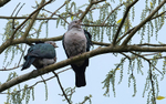 Green Imperial Pigeon