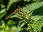 Ruddy Darter