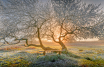 z3725 Tree of Light, Ventnor Down