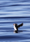 Puffin 2670