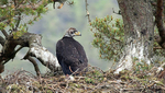 Golden Eagle chick