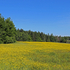 Field of Buttercups