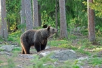 Brown Bear