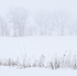 TREELINE