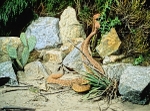 Red Diamondback Rattlesnakes in combat dance - Calif., USA