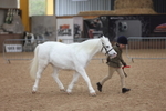 Class 23 - Young Handler portfolio