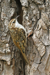 Treecreeper - Sevenoaks Nature Reserve
