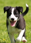 21 Nine weeks old