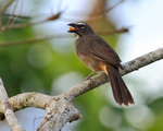 Greyish Saltator portfolio