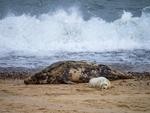 Atlantic Grey Seal