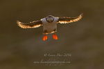 Backlit flight