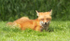 Red Fox Kit #6