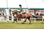 Class 114 - RIHS & SEIB Open Working Show Horse portfolio