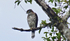 Crested Goshawk