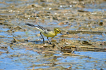 Citrine Wagtail