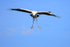 Wood Stork parachuting, Wakodahatchee Wetlands, Florida