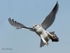 Kite with prey
