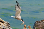 Common Tern Feeding Chicks.UK