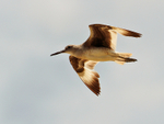 Willet in flight above the Rio Esquinas, Costa Rica