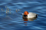 Common Pochard
