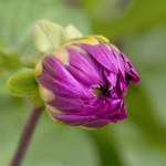 Flower Study 05 C