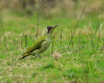 Green Woodpecker portfolio