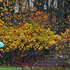 Rainy Weather - Autumn Foliage ~ Canada
