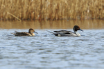 Pintail portfolio