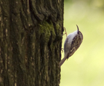 Treecreeper