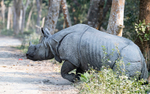 Rhino